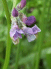 Tufted Vetch (Vicia cracca)