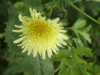 Smooth Sow-thistle (Sonchus oleraceus)