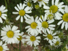 Scentless Mayweed (Matricaria perforata)