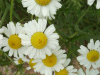 Scentless Mayweed (Matricaria perforata)