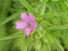 Cut-leaved Cranesbill (Geranium dissectum)