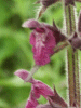 Hedge Woundwort (Stachys sylvatica)