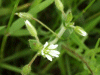 Common Mouse-ear (Cerastium fontanum)