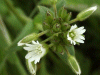 Common Mouse-ear (Cerastium fontanum)