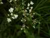 Cow Parsley (Anthriscus sylvestris)