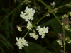 Cow Parsley (Anthriscus sylvestris)