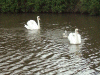 Mute swans and cygnets