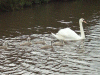 Mute swan and cygnets