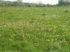 Dandelions (Taraxacum officinale)