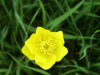 Buttercup (Ranunculus bulbosus)