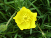 Buttercup (Ranunculus bulbosus)