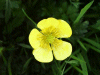 Buttercup (Ranunculus bulbosus)