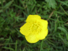 Buttercup (Ranunculus bulbosus)