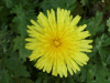 Dandelion (Taraxacum officinale) or Cat's-Ear (Hypochoeris radicata)
