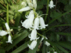 Albino Bluebells? (Hycanthinoides non-scripta)