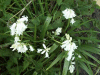 Albino Bluebells (Hycanthinoides non-scripta)