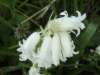 Albino Bluebells? (Hycanthinoides non-scripta)