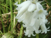 Albino Bluebells? (Hycanthinoides non-scripta)
