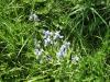 Bluebells (Hycanthinoides non-scripta)