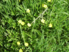 Buttercups (Ranunculus bulbosus)