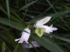 Albino Bluebells? (Hycanthinoides non-scripta)