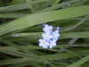 Field Forget-me-nots (Myosotis arvensis)