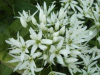 Ramsons (Allium ursinum)