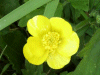 Buttercup (Ranunculus bulbosus)