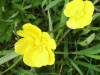 Buttercups (Ranunculus bulbosus)