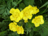 Buttercups (Ranunculus bulbosus)