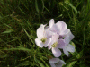 Cuckoo Flowers (Cardamine pratensis agg) or Water-cress (Nasturtium officinale)