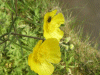 Buttercups (Ranunculus bulbosus)