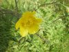 Buttercup (Ranunculus bulbosus)