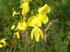Broom (Cytisus scoparius)