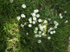 Scentless Mayweed (Matricaria perforata)