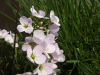 Cuckoo Flowers (Cardamine pratensis agg) or Water-cress (Nasturtium officinale)
