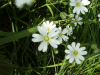 Stitchwort (Stellaria holostea)