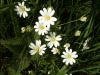 Stitchwort (Stellaria holostea)
