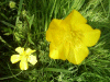 Buttercups