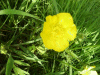 Buttercup
