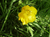 Buttercup