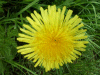 Dandelion (Taraxacum officinale)