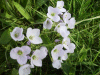 Cuckoo Flowers (Cardamine pratensis agg) or Water-cress (Nasturtium officinale)