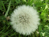 Dandelion seed head