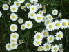 Scentless Mayweed (Matricaria perforata)   or Sea Aster (Aster tripolium) or Daisy (Bellis perennis)