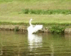 Swan on the Canal