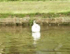 Swan on the Canal