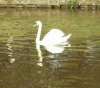 Swan on the Canal