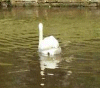 Swan on the Canal