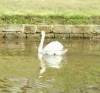 Swan on the Canal